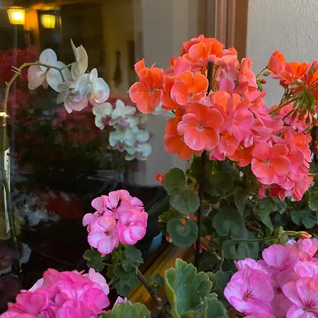 Appartement Maison Maribel