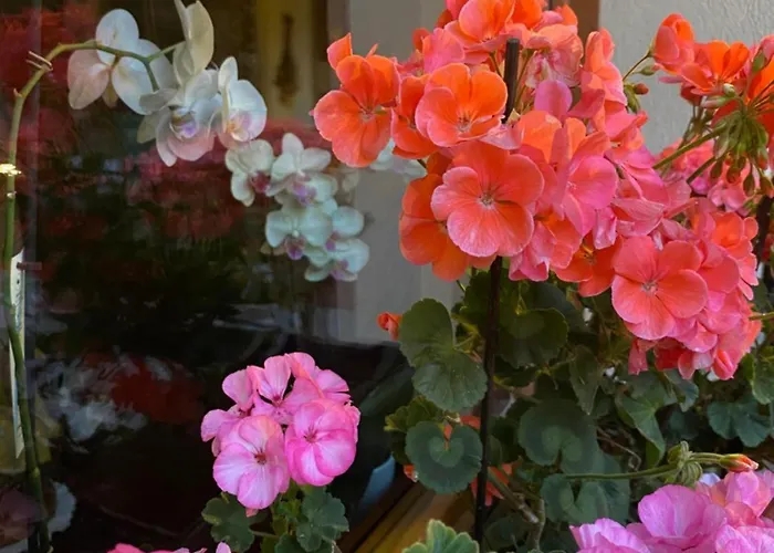 Appartement Maison Maribel *